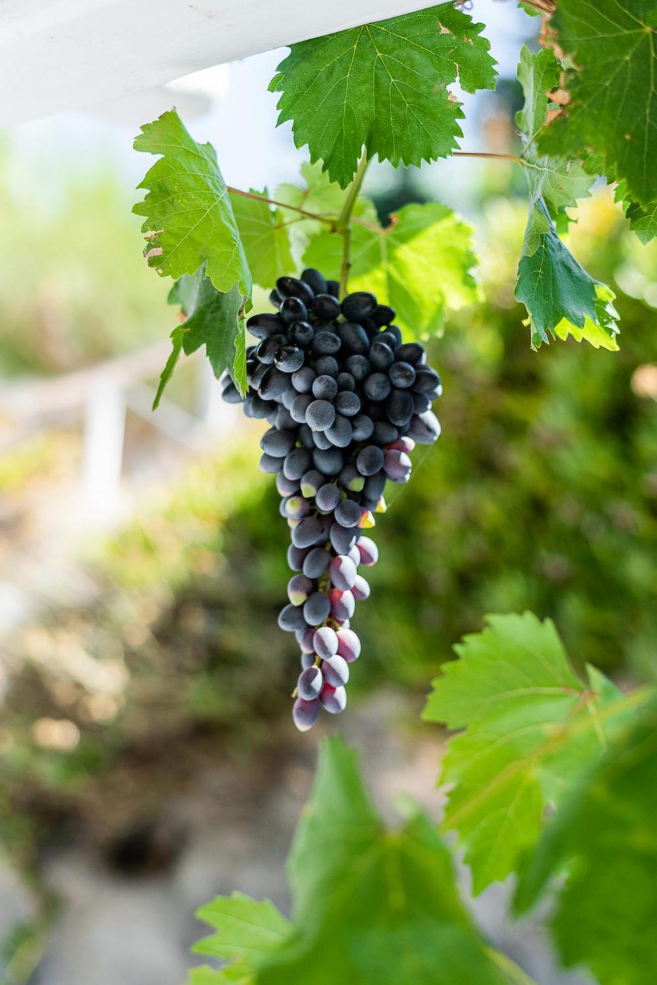 Penzion Kostantakis Winery Estate Pollonia Exteriér fotografie
